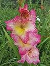 Floriculture Greens Flower Bulbs IMP. Gladiolus/Sword Lilly Light Pink Flower Bulbs Pack Of (5)