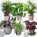 House Plants Indoor – Mix of 6 Real Indoor Plants in 13cm Pots, Great as Living Room Accessories or Desk Plant, Air Purifying Plants Delivered Next Day