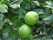 AZIZ GAZI NURSERY Lemon Grafted Live Plant (Citrus) | Lemon Seedless All Season Container Suitable Plant | Healthy Live Plant | Nimbu Plant with Grow Bag | Plant for Outdoor & Home Garden (Green)
