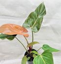 Philodendron Summer Glory, Philodendron Gloriosum Hybrid houseplant in 4" Pot