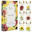 Kit de semillas de girasol: Simiente de girasol de primera calidad con seis bonitas variedades – Set de regalo para el jardín – Flores para abejas – Semillas para plantas de OwnGrown