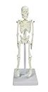 ZX | Tiny Human Skeleton 21 cm, PVC | Anatomical Model