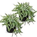 Arborus Faux Plants Indoor 9'' Artificial Potted House Plant with Black Ceramic Pot Fake Pteris Cretica Fern Plant for Home Office Room Desk Shelf Decor Indoor(2PACK)