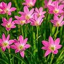 Rain Lily Pink Hybrid Variety Summer Flower Bulbs (Pack of 2) | Grow Imported Flowering Bulbs in Your Planting Area, FLORA SEEDS