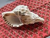 natural conch conch