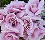 Ma Cherie Roses, Silver Cloud Rose Bush, Rose Bushes Ready to Plant, 2 Quart Pot, Live Plants Outdoor, Plant Gifts, Roses, Rare Plants, Outdoor Plants Live (Russet - Silver Cloud)
