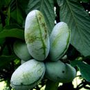 STRATIFIED PAW PAW FRUIT TREE SEEDS (Asimina Triloba) INDIAN BANANA Hardy Plant