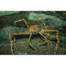 Highland Dunes King Crab in Water - Wrapped Canvas Photograph Metal in Green/Orange | 32 H x 48 W x 1.25 D in | Wayfair