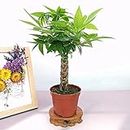 Money Tree Indoor Plants Live Easy Care Mini Bonsai for Home Décor, Birthday Gift, New Outdoor Garden (Woven - 19-Inches Tall)