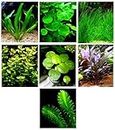15 Live Aquarium Plants / 7 Different Kinds - Anubias, Amazon Sword, Java Fern, Egeria and much more! Great plant sampler for 5-10 gal. tanks!