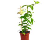 Vanilla Planifolia Orchid Plant Species 35 Rooted Live Cutting Vanilla 5 FREE