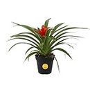 Costa Farms Bromeliad Live Plant, Live Indoor Flowering Plant, Houseplant Potted in Eco-Friendly Washable Paper Planter with Potting Soil Mix, Tabletop Room Decor, Grower's Choice, 12-Inches Tall