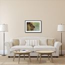 Global Gallery African Lion Portrait by San Diego Zoo - Picture Frame Photograph Print on Paper in White | 26 H x 36 W x 1.5 D in | Wayfair