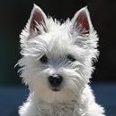 Westie/West Highland Terrier Dog Greeting Card - Square