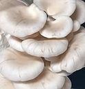 grenfel Mushroom 600 Gm White Oyster Mushrooms 1st Generation Spawn/Seeds Mycelium Spores Edible CO2 Variety (Branded)