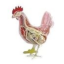 4D Chicken Intelligence Assembling Toy - Animal Organ Anatomy Model Medical Teaching DIY Popular Science Appliances