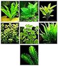 15 plantas de acuario vivas / 7 tipos diferentes – Combo personalizado (Anubias, Amazon Sword, Java Helecho, Moss Mucho más) Gran muestra de plantas para 4-5 galones.