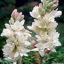 Kraft Seeds Rajnigandha Double Flowering Bulbs (White, 22 Bulbs) | Fragrant Flower Bulbs for Pots | Flower Plants Bulbs for Indoor Home Decor | Night Bloom Flowering Bulbs for Home Garden