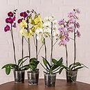 Cloud Farm Exotic Orchid Indoor Live Flower Plant CF_175