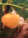 Aquatic Snails Golden Mystery 