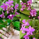 Purple Ground Orchid Plicata Spathoglottis Live Roots Rhizome Tropical Plant