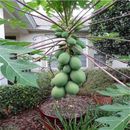 Semi freschi papaya MARADOL, albero di piante da frutto tropicali papaia rossa caraibica