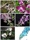 ROCHFERN Five (5 Nos) Dendrobium Live Orchids - Tissue Culture Plants Assorted colour