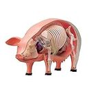 DIY Intelligence Assembling Toy - 4D Pig Animal Organ Anatomy Model Medical Teaching Popular Science Appliances