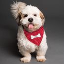 Conjunto personalizado de pañuelo para perro cachorro LUNARES ROJO ropa para mascotas accesorios