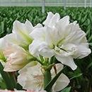 Amaryllis Lily Double White Imported Flower Bulbs | Pack of 7 Bulbs | Fragrant Flowering Bulbs for Gardening, FLORA SEEDS