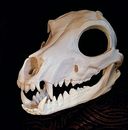 Fox Skully V4 Avanzada Portátil Calavera Máscara Disfraz Skulldog Busca Cabeza Base