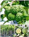 Native Earth® Rare Thai "Kaffir lemon" Grafted Dwarf Variety All Season Hybrid Makrut Nimboo Plant (1 Healthy Live Plant, Height 60-80cm) With a Growing Bag For Home Garden