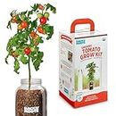 Back to the Roots Cherry Tomato Organic Windowsill Planter Kit - Grows Year Round, Includes Everything Needed For Planting