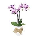Just Add Ice JA5151 Pink Orchid in White Ceramic with Burlap Bow - Live Indoor Plant, Long-Lasting Flowers, Gift for Mother's Day, Spring Décor, Shabby Chic, Rustic Farmhouse - 2.5" Diameter, 9" Tall