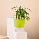 KYARI Bamboo 2 Layer Indoor Plants for Living Room | Live Plants | Plants with Green Self Watering Pot for Home | Air purifier plants | Plants for Home Decor | Plants for Garden & bedroom