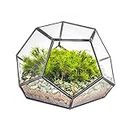 NCYP Small Glass Geometric Terrarium with Door - 18x18x12.5 cm - Black Pentagon Closed Planter for Succulents, Air Plants - Home Garden Office Tabletop Decoration Box (Terrarium Only)