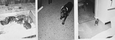Lote de 3 fotos vintage camada de cachorros perros doberman orejas grabadas