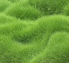 Gromax India Lawn Grass Seeds Hybrid Best For Your Beautiful Home Gardening And Farmhouse (Pack Of 500+ Seeds)
