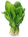 Kraft Seeds Vegetable Baby Spinach Seeds for Home Garden (1 Packet, 6gm) Leafy Winter Vegetable Seeds for Home Gardening | Fresh Vegetable Planting Seeds for Kitchen | Green Palak Leaves Seeds