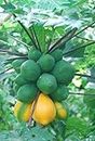 Ritz Farming® Imported Papaya seeds | Vegetable Seeds | bottle green Papaya seed For Farming planting Home Garden Seeds Pack of 10 gram