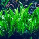 3 lot Microsorium fougère de Java plante aquarium pour roche/boit très résistantes