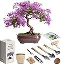 Bonsai Starter Kit – 1x Bonsai Tree | Complete Indoor Starter Kit for Growing Bonsai Plants with Tools & Planters – Gardening Gifts for Women & Men