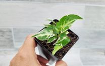 Syngonium Starlite live rare plant- in 3" pot