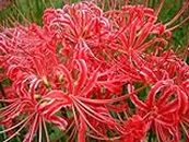 Lycoris Radiata Bulbs for Planting Lily - Bonsai Bulbs Flower Spider Lily Garden Flower Plants (5 Bulbs,red)
