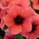 Outsidepride 50 Seeds Annual Vinca Periwinkle Papaya Ground Cover & Flower Seed for Planting