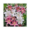 GARTHWAITE NURSERIES® : - UK Stockist. 12 Mixed Oriental Lily "Pastel Collection" Bulbs Trumpet-Shaped Highly Fragrant Garden Perennial
