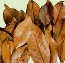 15+ Magnolia Leaves ( Hand Washed, Frozen 24hrs, Not Heat Treated ) 