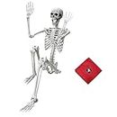 5.4ft Halloween Life Size Skeleton Full Body Plastic Human Bones Movable Joint with Captain Pirate hat and Pirate Eye Patches for Halloween Party Decorations (White)