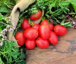 40 Pink Cherry Tomato Seeds for Planting