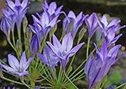 20 Triteleia Queen Spring Starflower Fabiola Perennial Summer Garden Corms Violet Blue Flower Bulbs